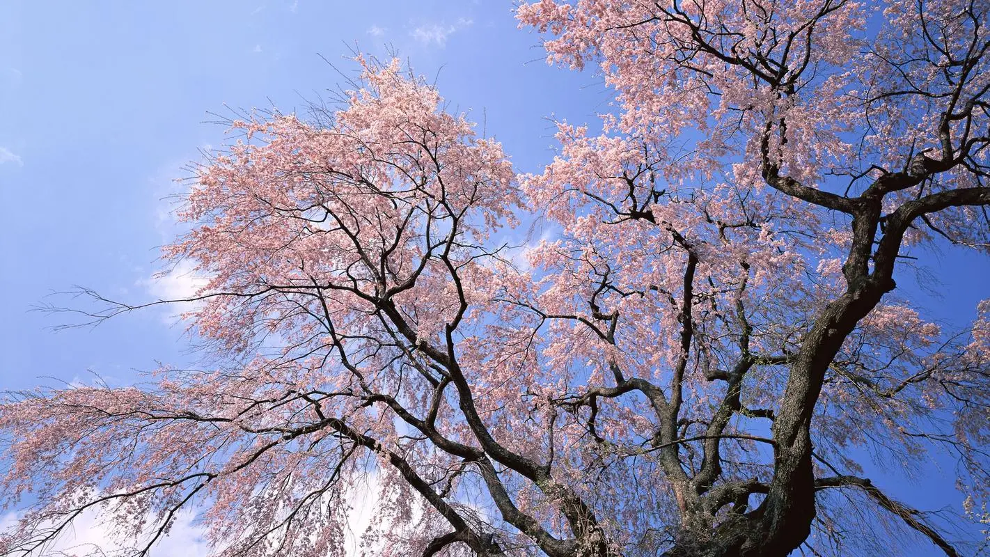 澳客